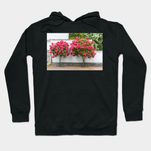 Rose bush, wall, rose, roses, pink, Putbus, Rügen, soft, flower Hoodie